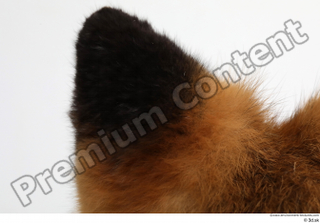 Red fox ear 0011.jpg